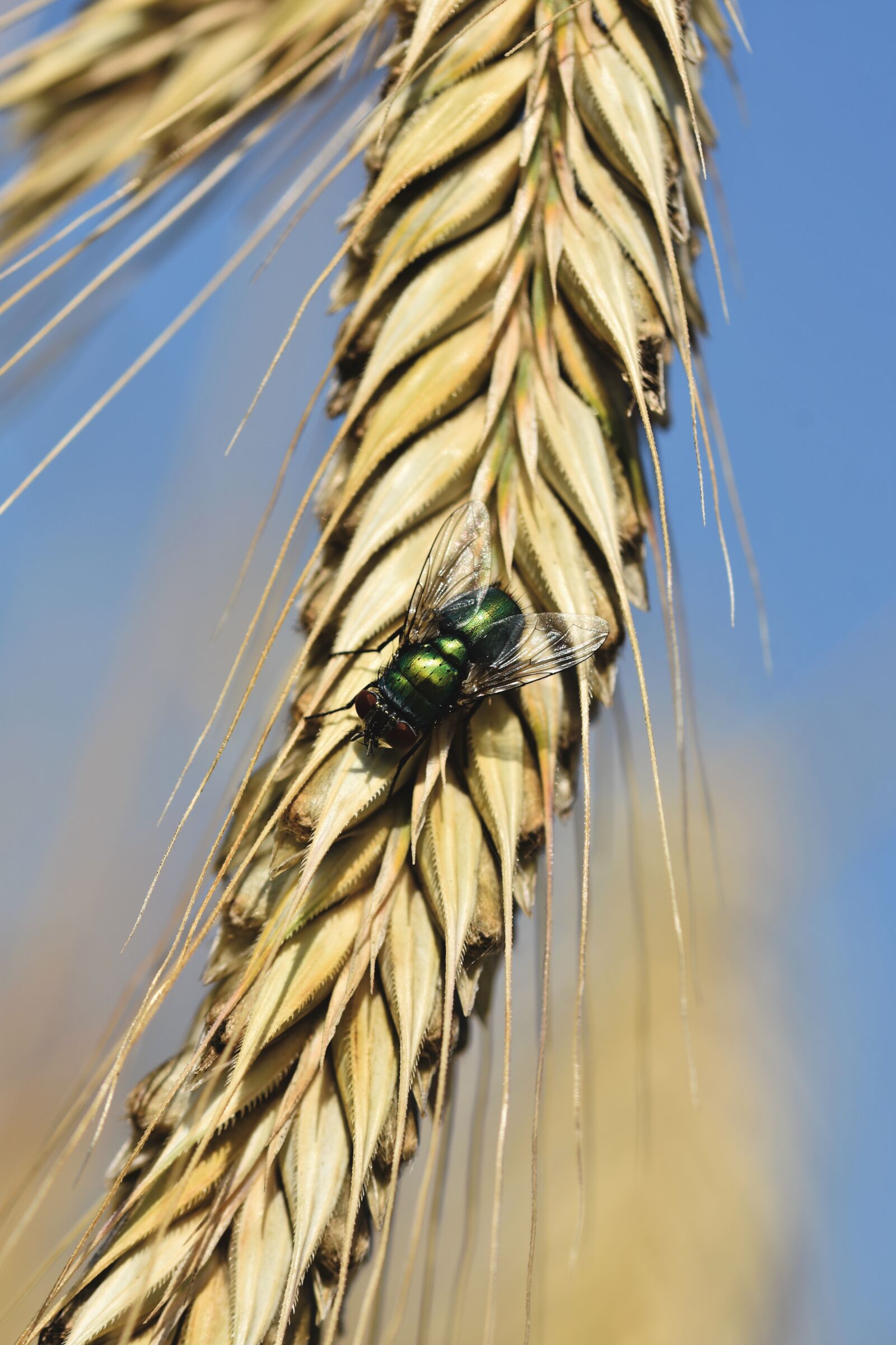 Nikon D7200 sample photo. Fly, insect, pest photography