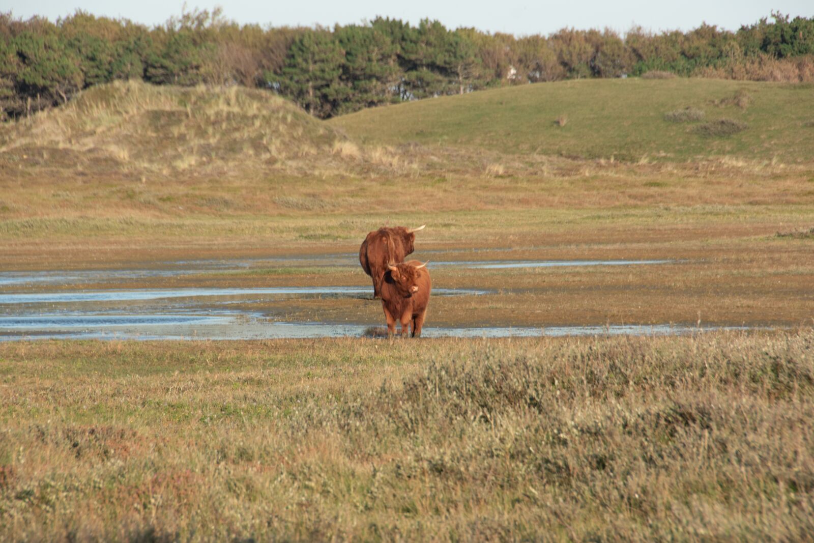 Nikon D3400 sample photo. Highlander cow, cow, cattle photography