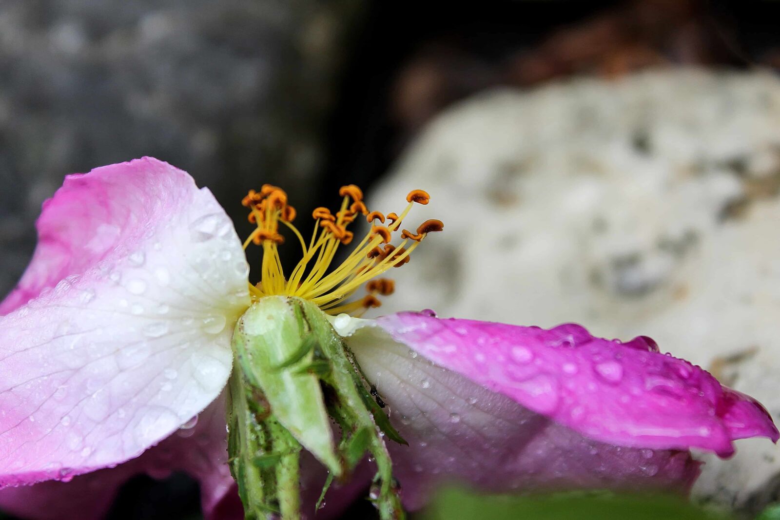 Canon EOS 1100D (EOS Rebel T3 / EOS Kiss X50) sample photo. Dew, moisture, rain, flower photography