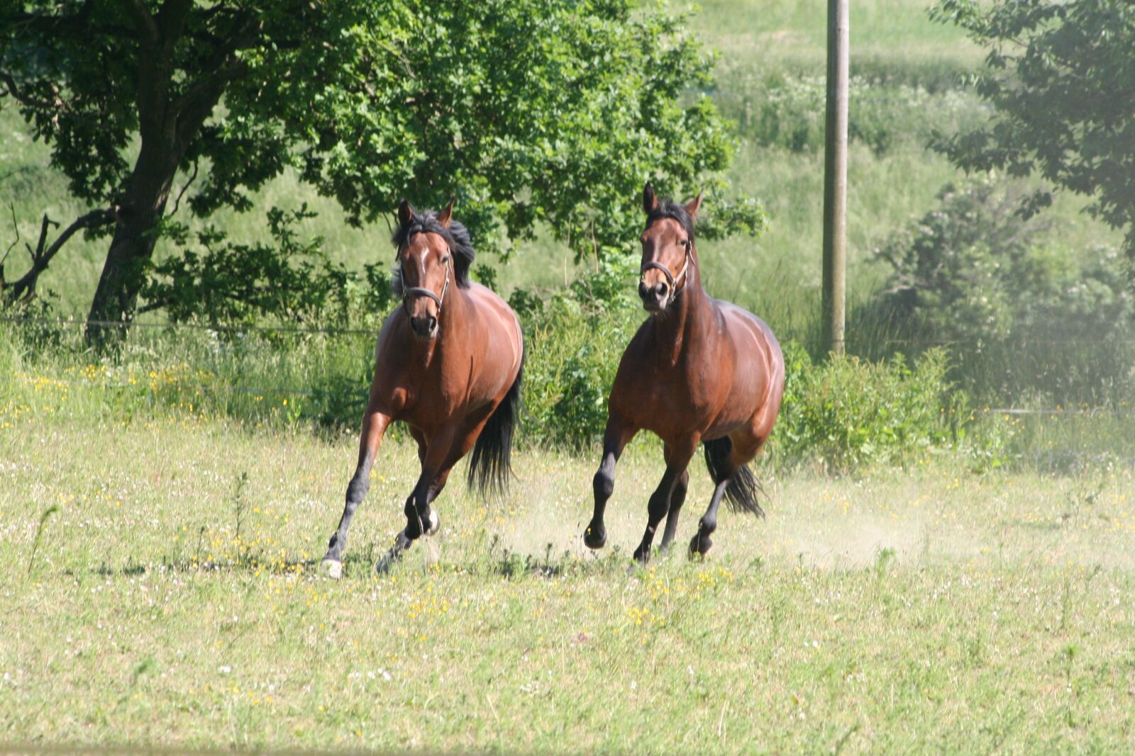 Canon EOS 350D (EOS Digital Rebel XT / EOS Kiss Digital N) sample photo. Horses, trotters, gallop photography