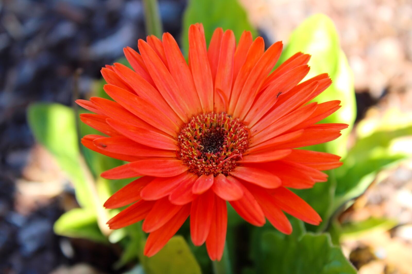 Canon EOS 1300D (EOS Rebel T6 / EOS Kiss X80) sample photo. Beautiful, flowers, colourful, plants photography