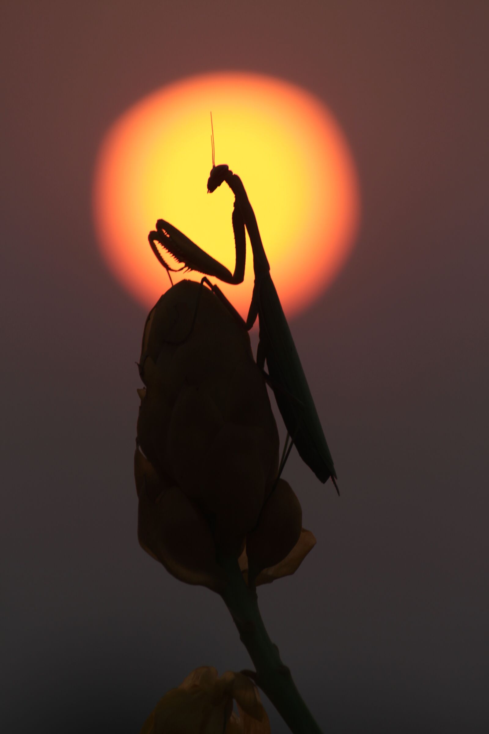 Canon EOS 700D (EOS Rebel T5i / EOS Kiss X7i) sample photo. Mantis, prayingmantis, sunset photography