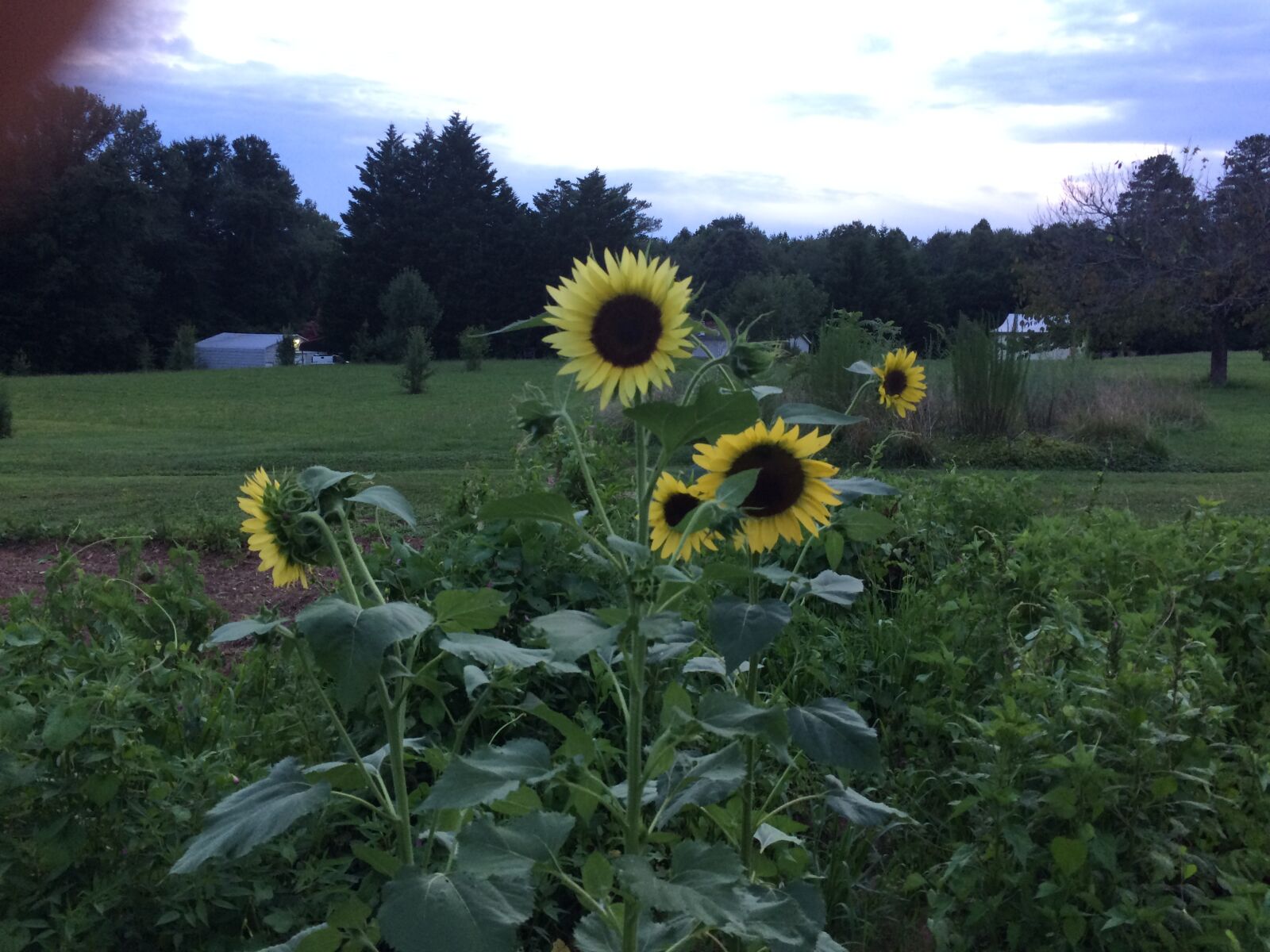 iPhone 5s back camera 4.15mm f/2.2 sample photo. Sunflower, sky, yellow photography