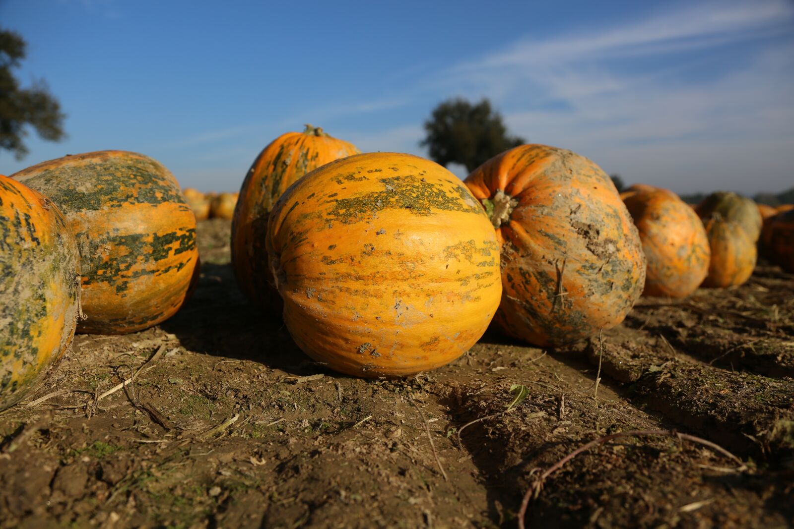 Canon EF 24-105mm F4L IS USM sample photo. Pumpkin, field, crop photography