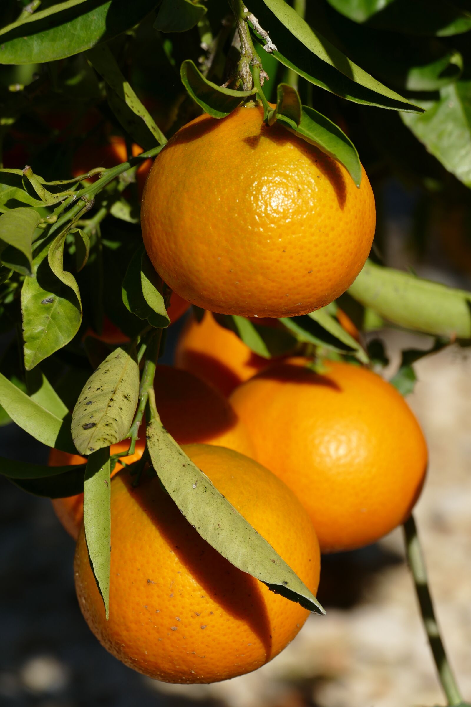 Panasonic Lumix DMC-FZ1000 sample photo. Orange, zuidvrucht, fruit photography