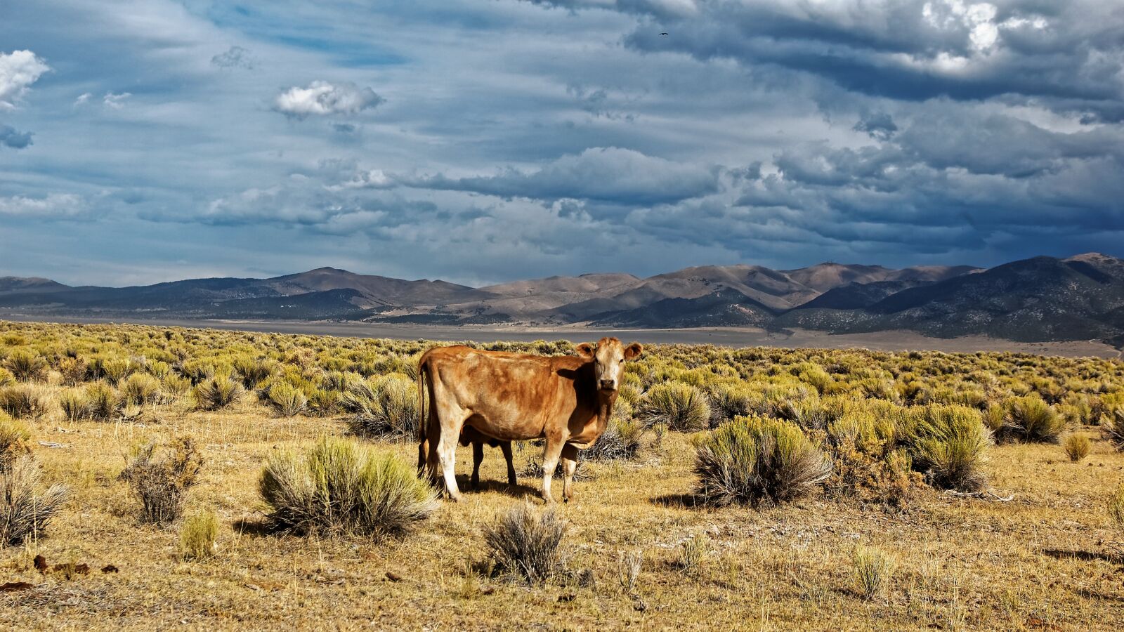 Nikon D50 sample photo. Nevada, usa, ione photography
