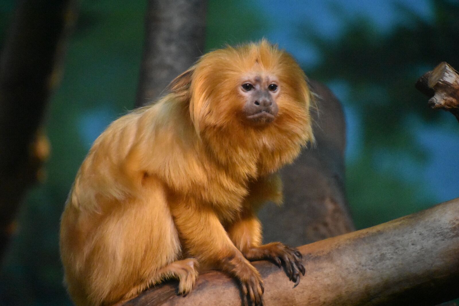 Nikon D3400 sample photo. Monkey, gold, zoo photography
