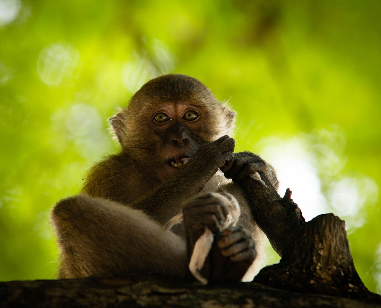 Canon EOS 6D sample photo. Monkey, thailand, we're going photography