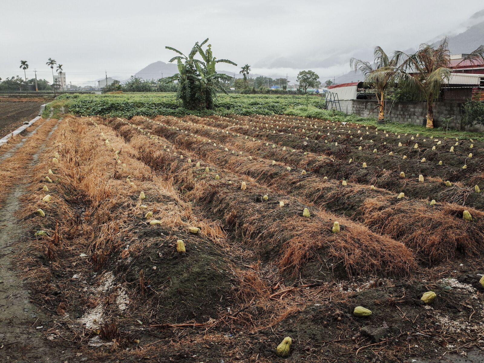 Ricoh GR + GR Lens sample photo. Chayote, field, western melon photography