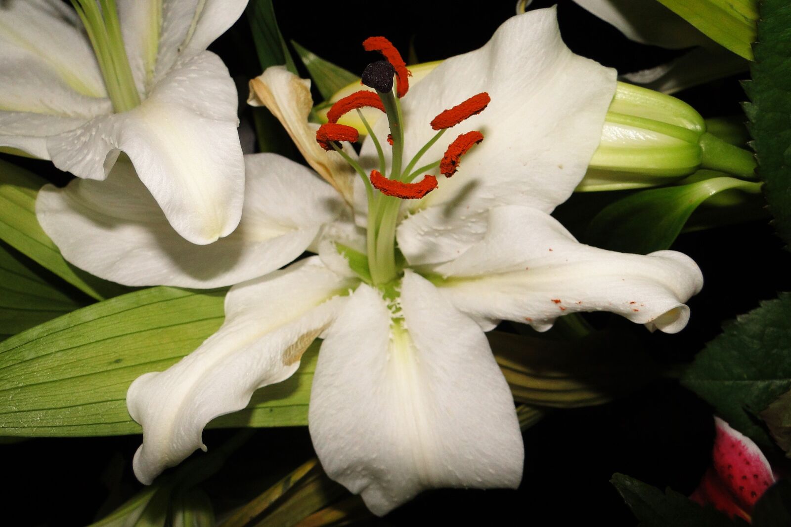 Sony Cyber-shot DSC-HX1 sample photo. Flower, lys, white photography