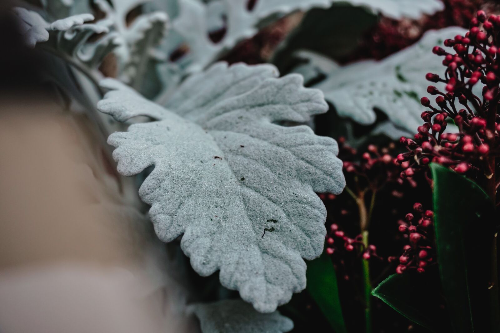 Sony a6300 sample photo. Flowers, close up, nature photography