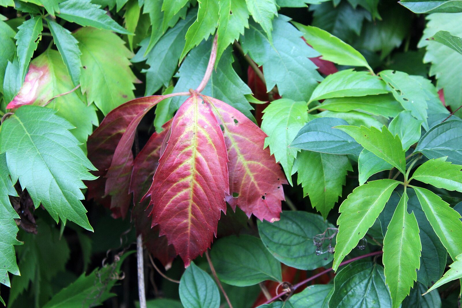 Canon EOS 1200D (EOS Rebel T5 / EOS Kiss X70 / EOS Hi) sample photo. Foliage, colors, nature photography