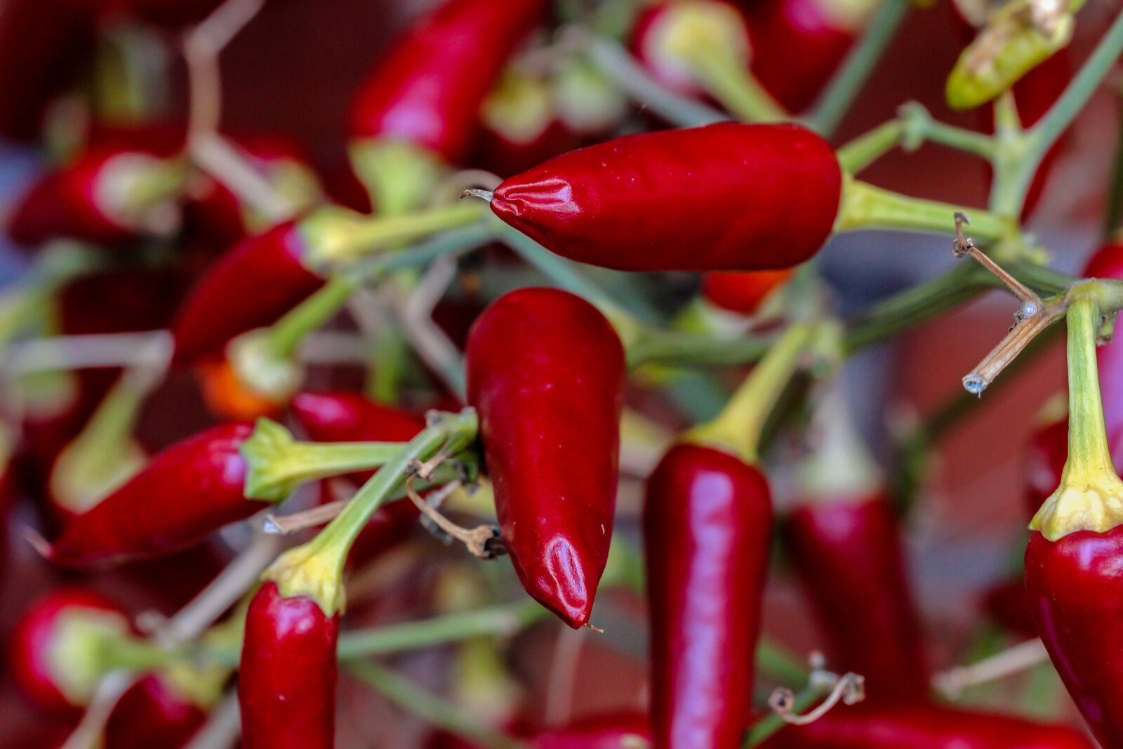 Canon EOS 600D (Rebel EOS T3i / EOS Kiss X5) sample photo. Paprika, pods, chili photography