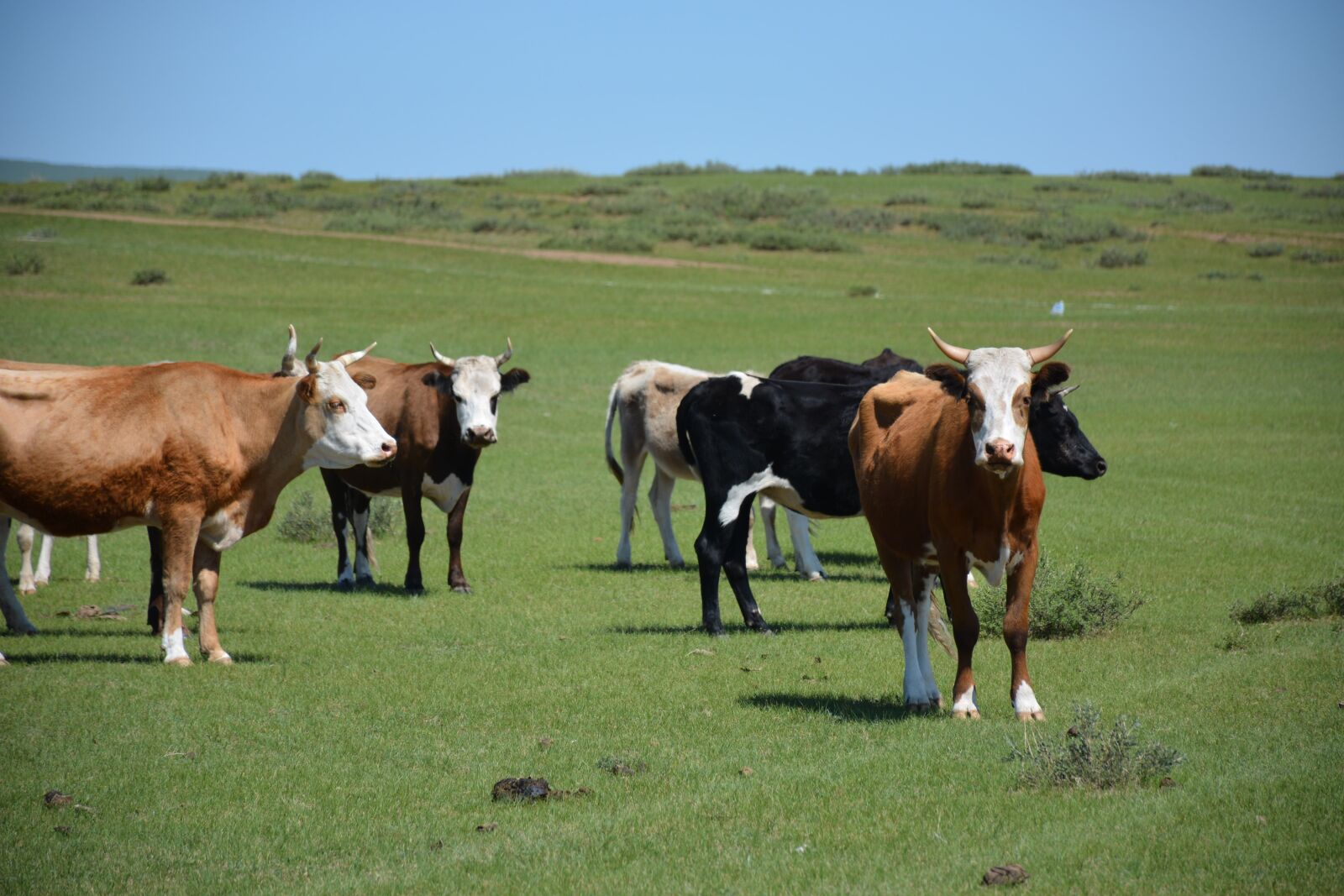 Nikon D7100 sample photo. Livestock, cows, animal photography