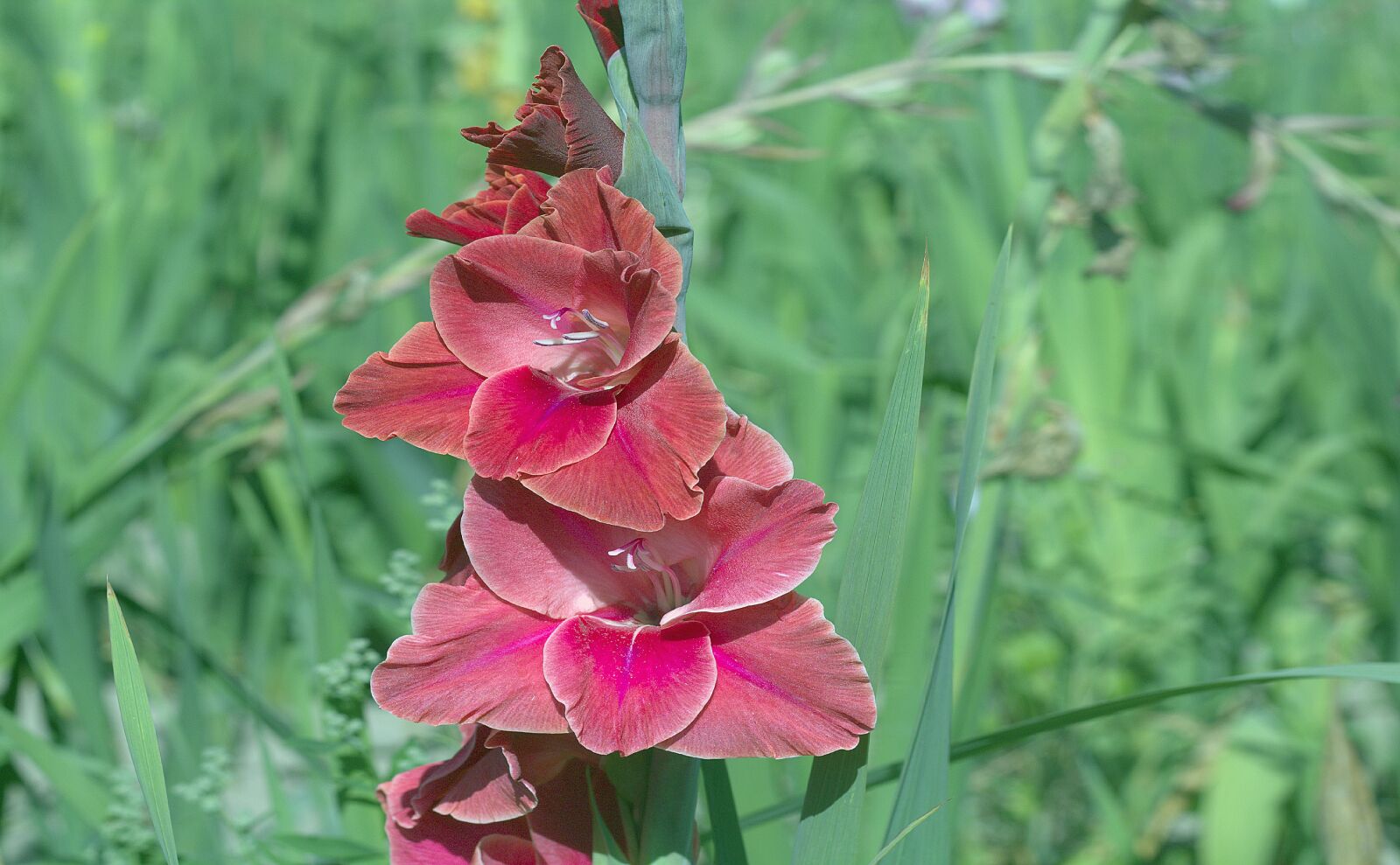 Canon EOS 1200D (EOS Rebel T5 / EOS Kiss X70 / EOS Hi) + Canon EF 50mm F1.8 STM sample photo. Gladiolus, iridaceae, flower photography