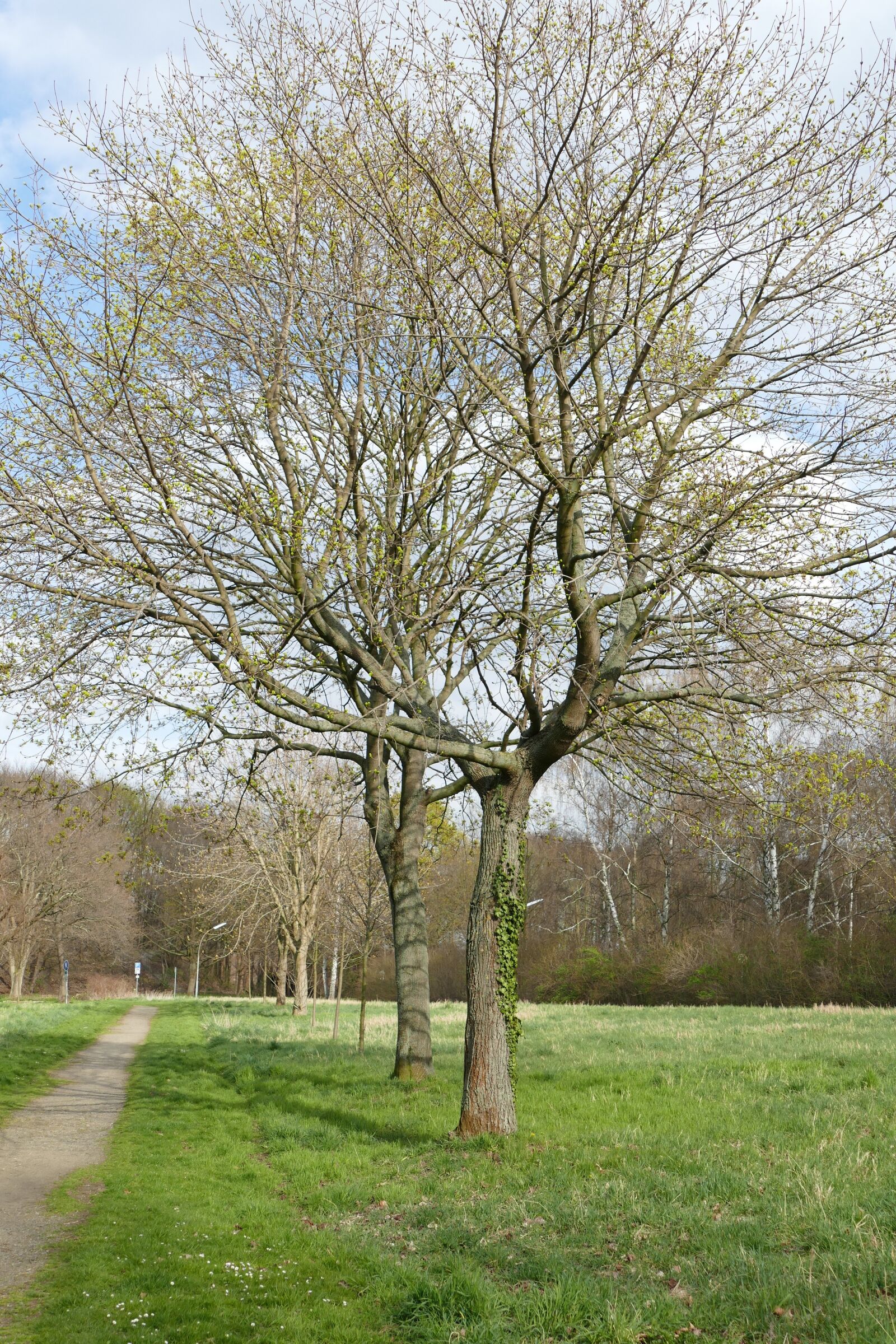 Panasonic Lumix DMC-FZ1000 sample photo. Tree, park, landscape photography