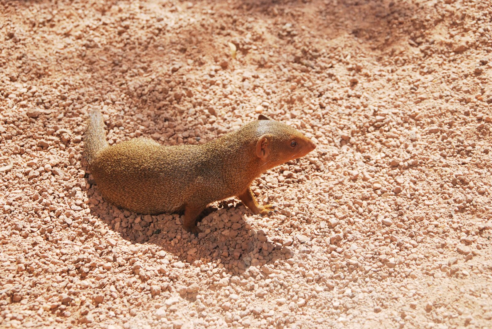 Nikon D60 sample photo. Mongoose, animal, watching photography