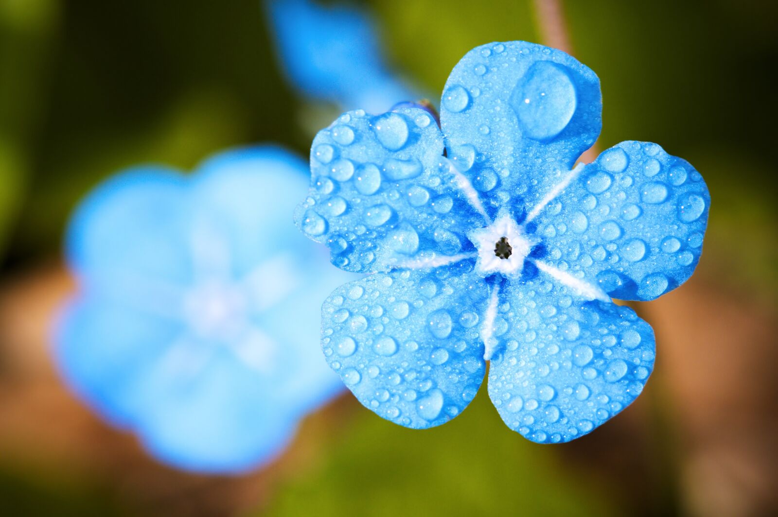 Nikon D90 sample photo. Flower, macro, forget photography
