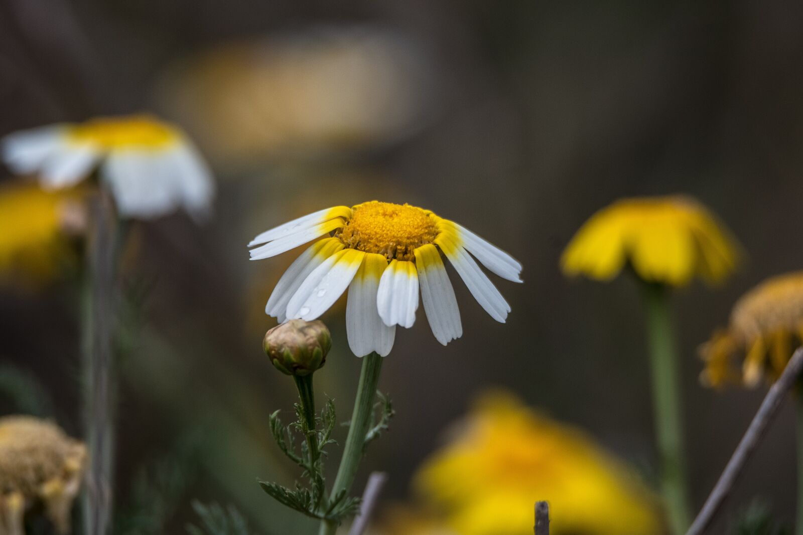 Tamron SP 150-600mm F5-6.3 Di VC USD sample photo. Flower, nature, plant photography