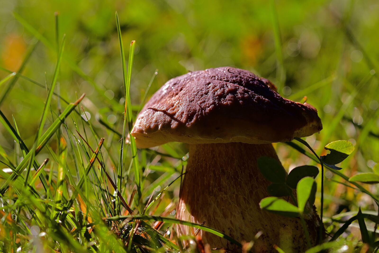Nikon D5200 sample photo. Mushroom, cep, wild mushroom photography