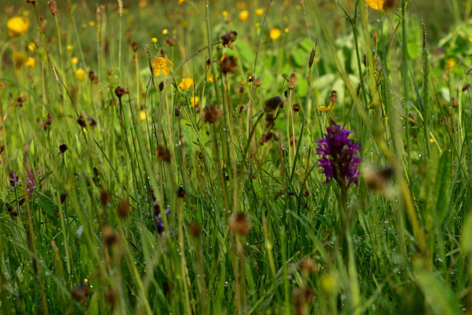 Nikon D5200 sample photo. Orchid meadow, spring, blossom photography