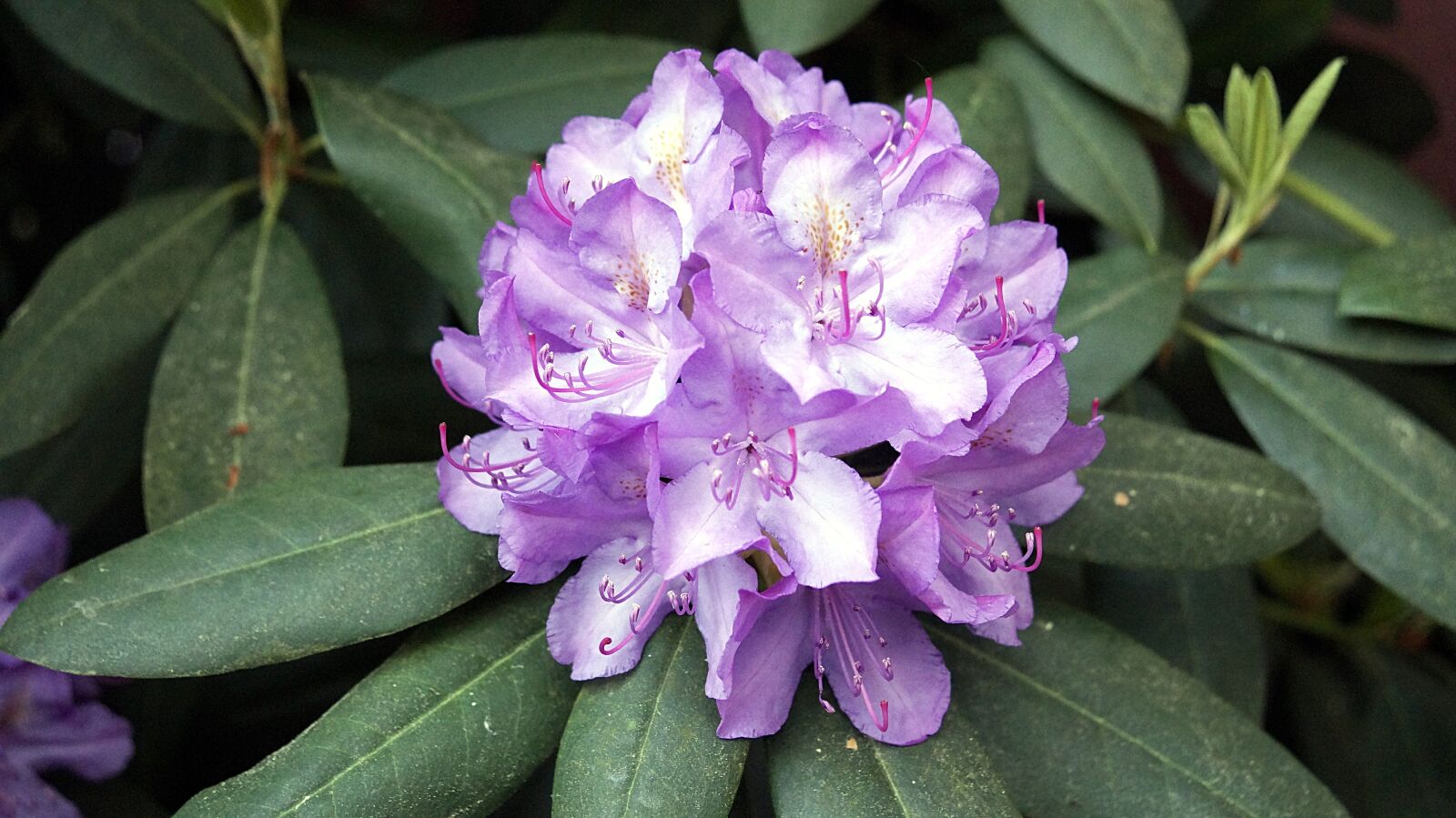 Sony SLT-A58 sample photo. Flower, plant, blossom photography