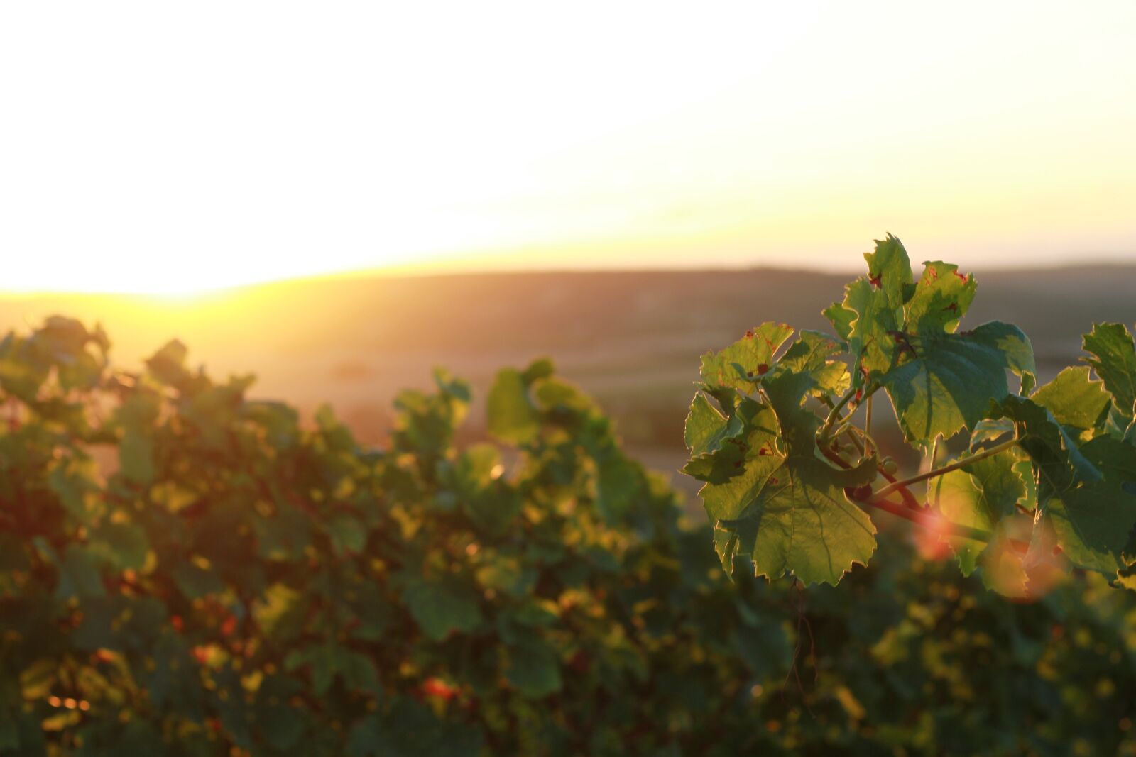 Canon EOS 7D + Canon EF 50mm F1.8 STM sample photo. Vineyards, rheinhessen, rheinland photography