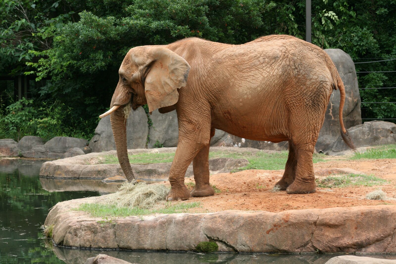 Canon EOS 400D (EOS Digital Rebel XTi / EOS Kiss Digital X) sample photo. Elephant, wild, wildlife photography