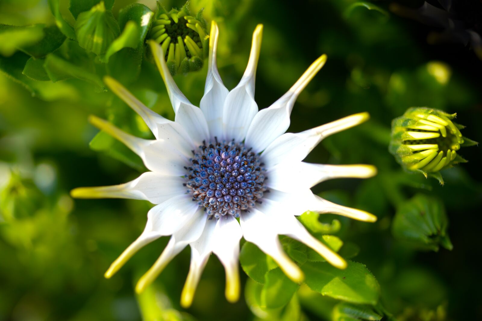 Nikon D610 sample photo. Nature, flora, flower photography