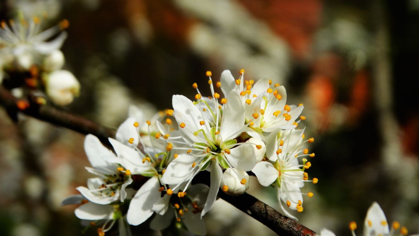 Sony Cyber-shot DSC-HX300 sample photo. Flower, white flower, blackthorn photography