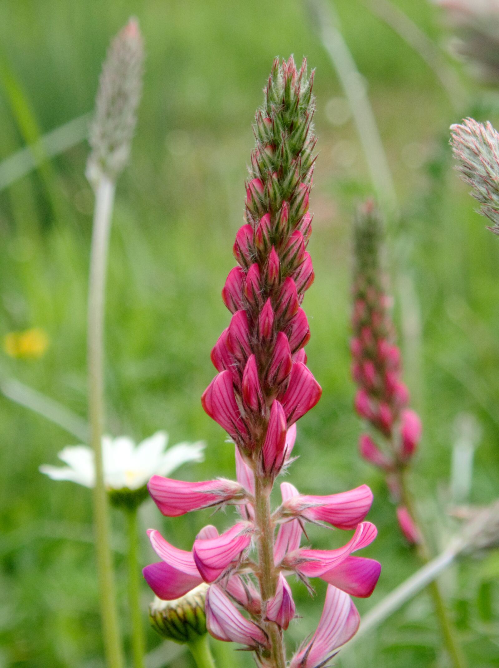 Olympus TG-5 sample photo. Flower, wild flower, sainfoin photography