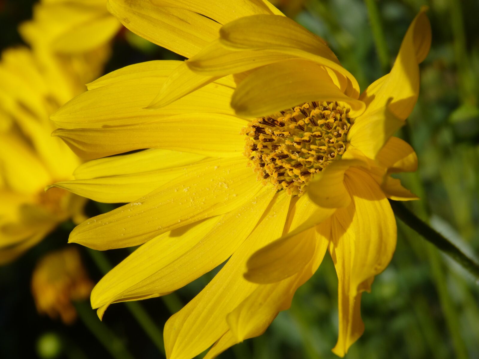 Panasonic DMC-FZ62 sample photo. Flower, yellow, plant photography