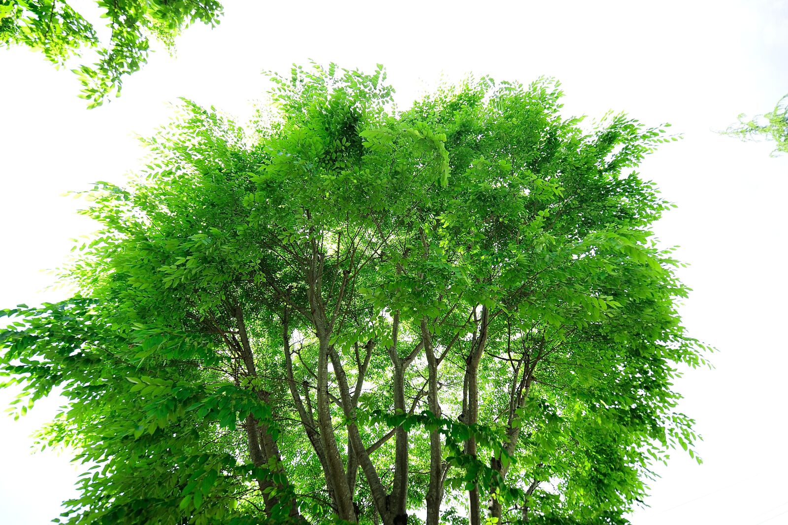 Nikon D700 sample photo. Sunbeams, natural, young leaves photography