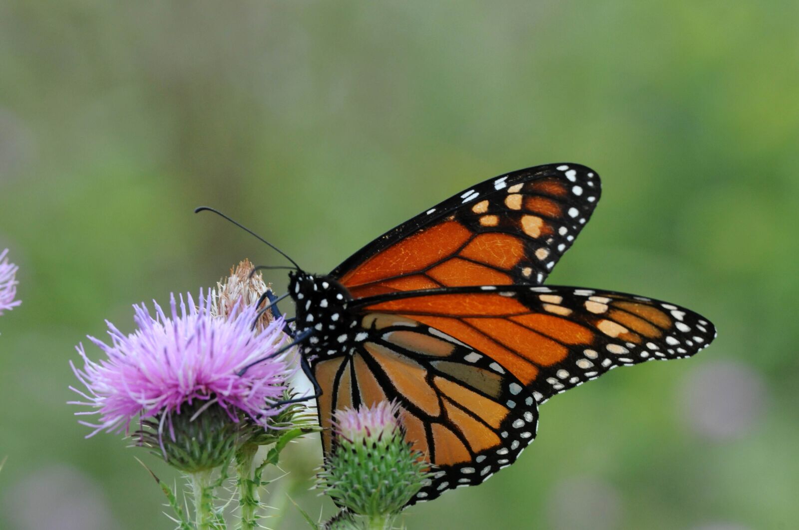 Nikon D300S sample photo. Monarch butterfly, flowering, plant photography