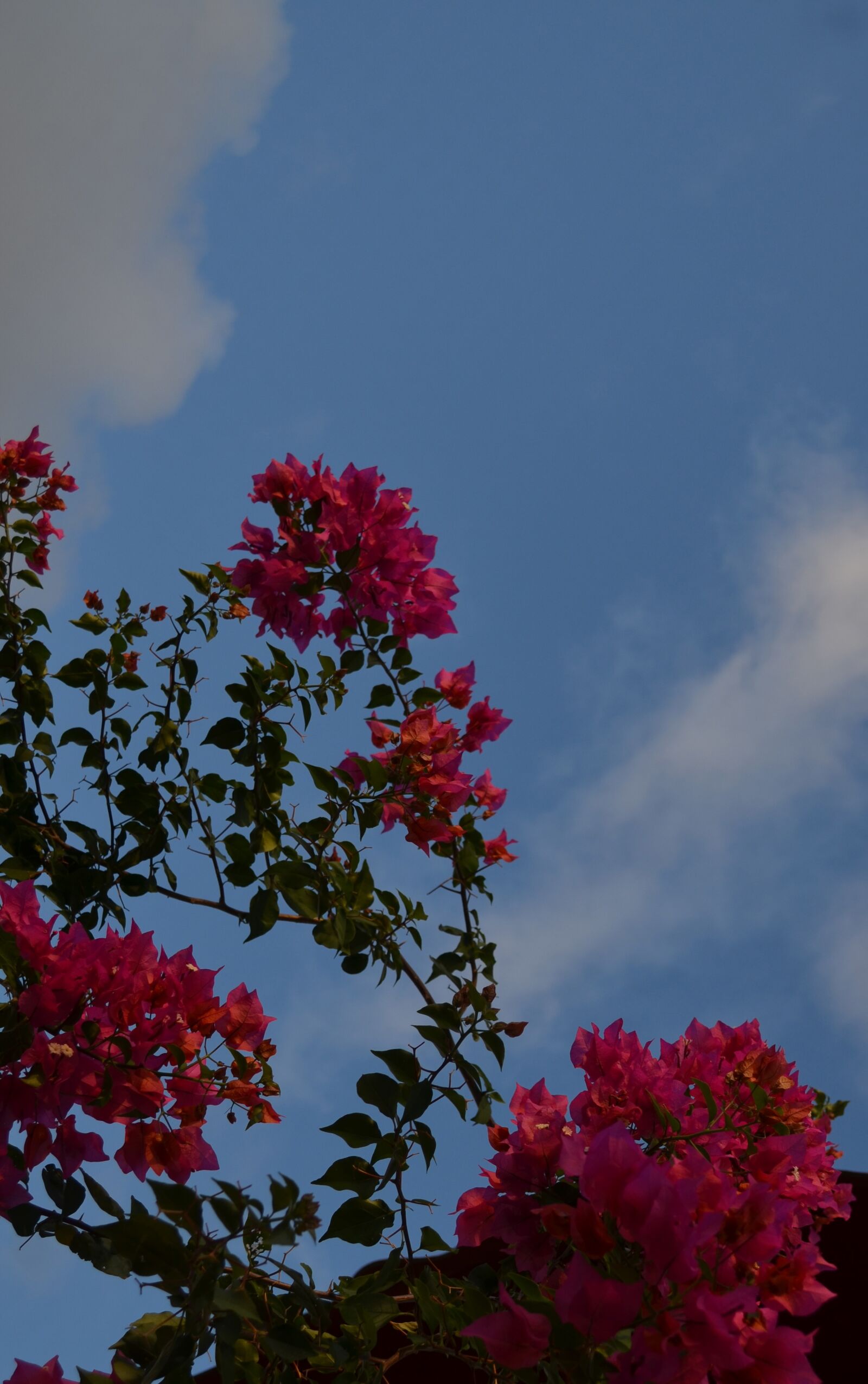 Nikon D5100 sample photo. Flores, vista al cielo photography