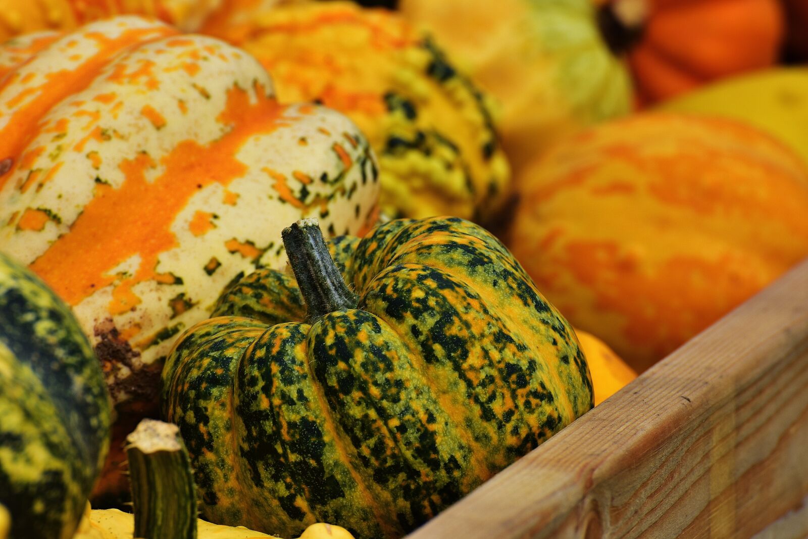 Nikon D7200 sample photo. Pumpkins, autumn, autumn decoration photography