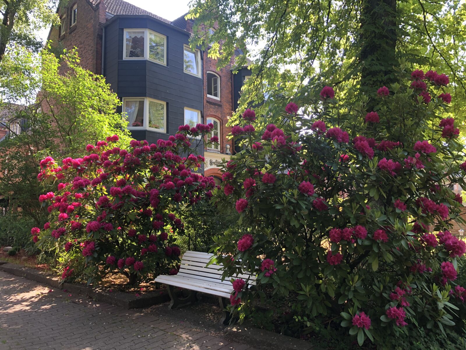 iPhone 8 Plus back dual camera 3.99mm f/1.8 sample photo. Hamburg, flowers, spring photography