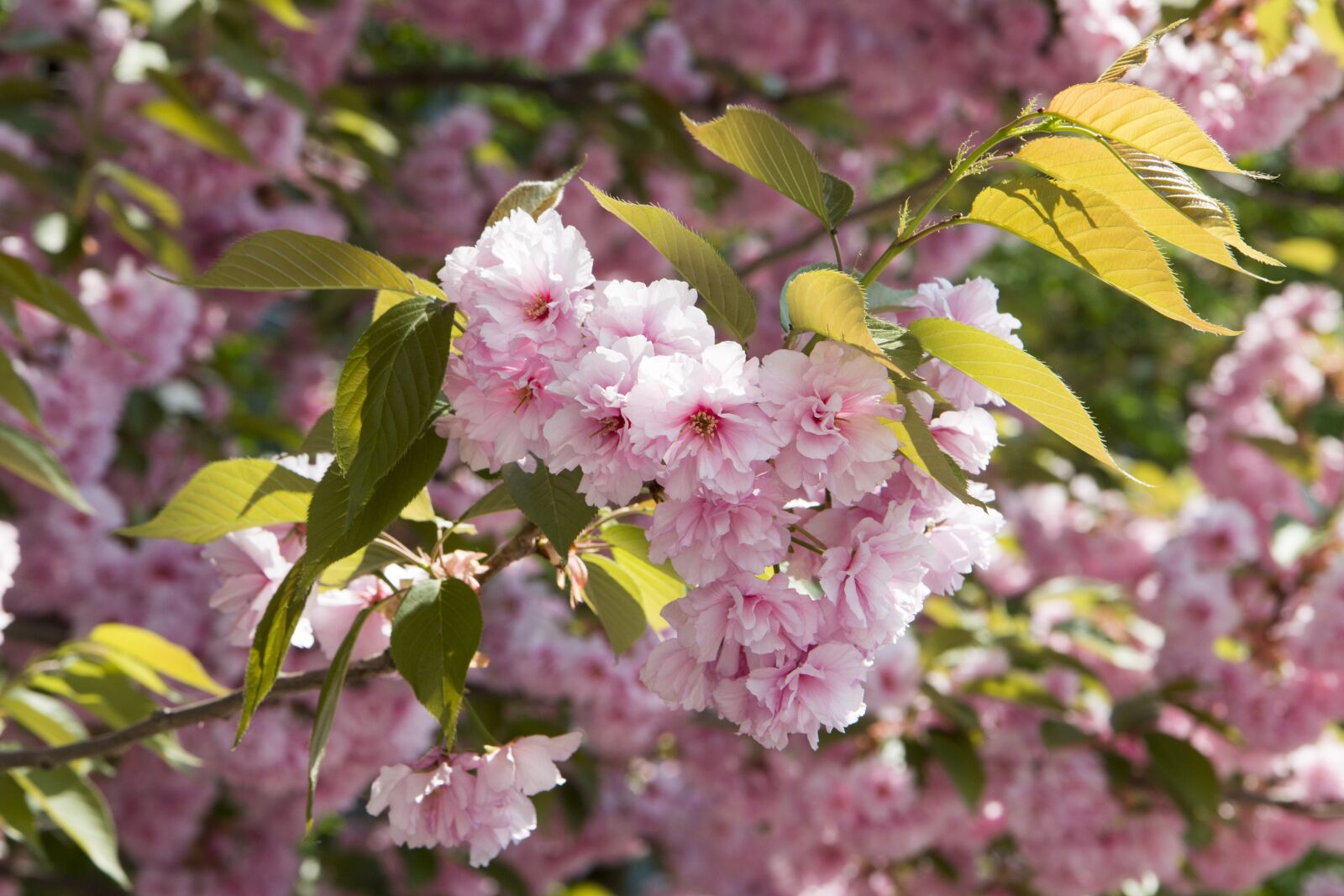 Canon EOS 70D sample photo. Cherry, tree, flower photography
