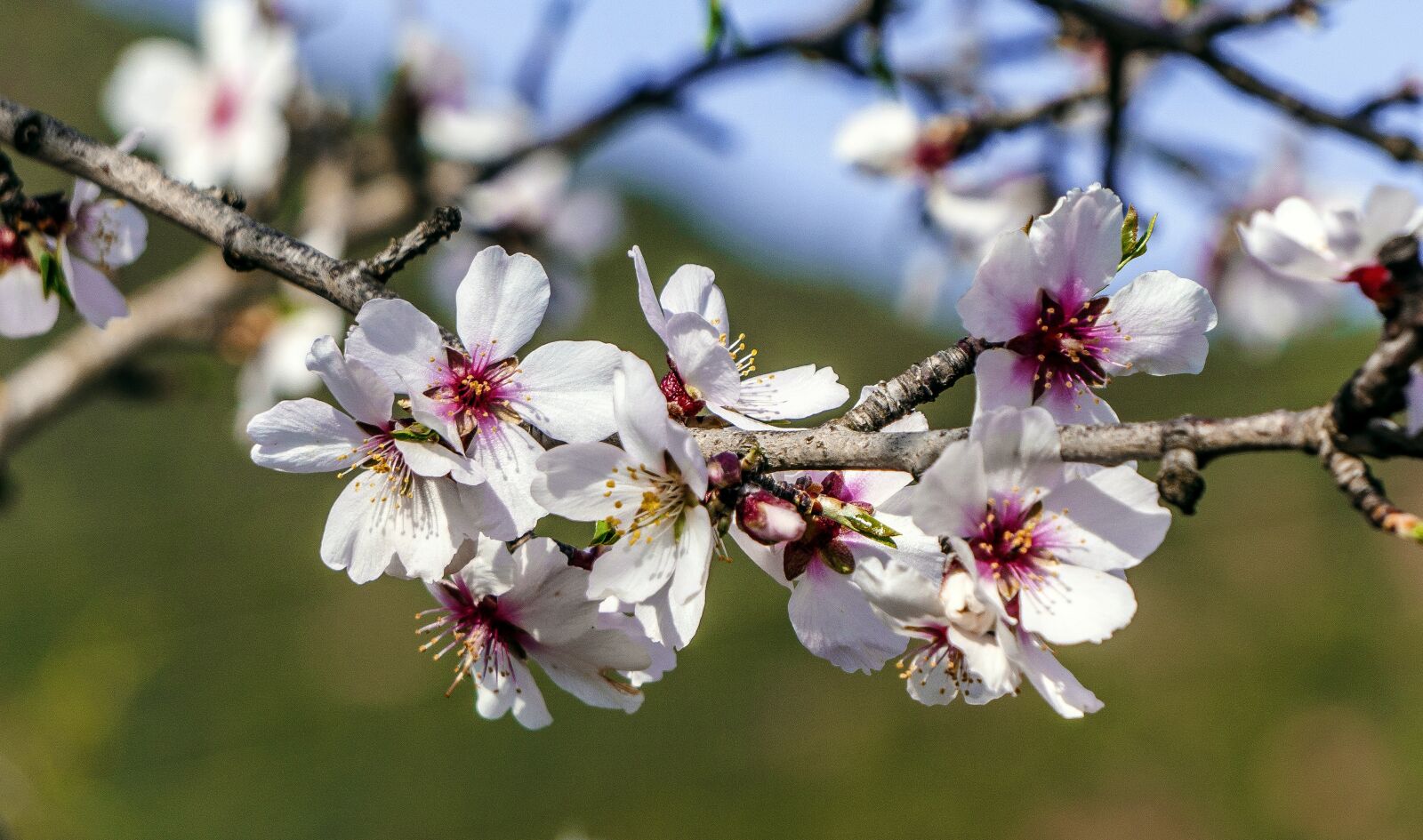 Sony E 55-210mm F4.5-6.3 OSS sample photo. Flower, tree, branch photography