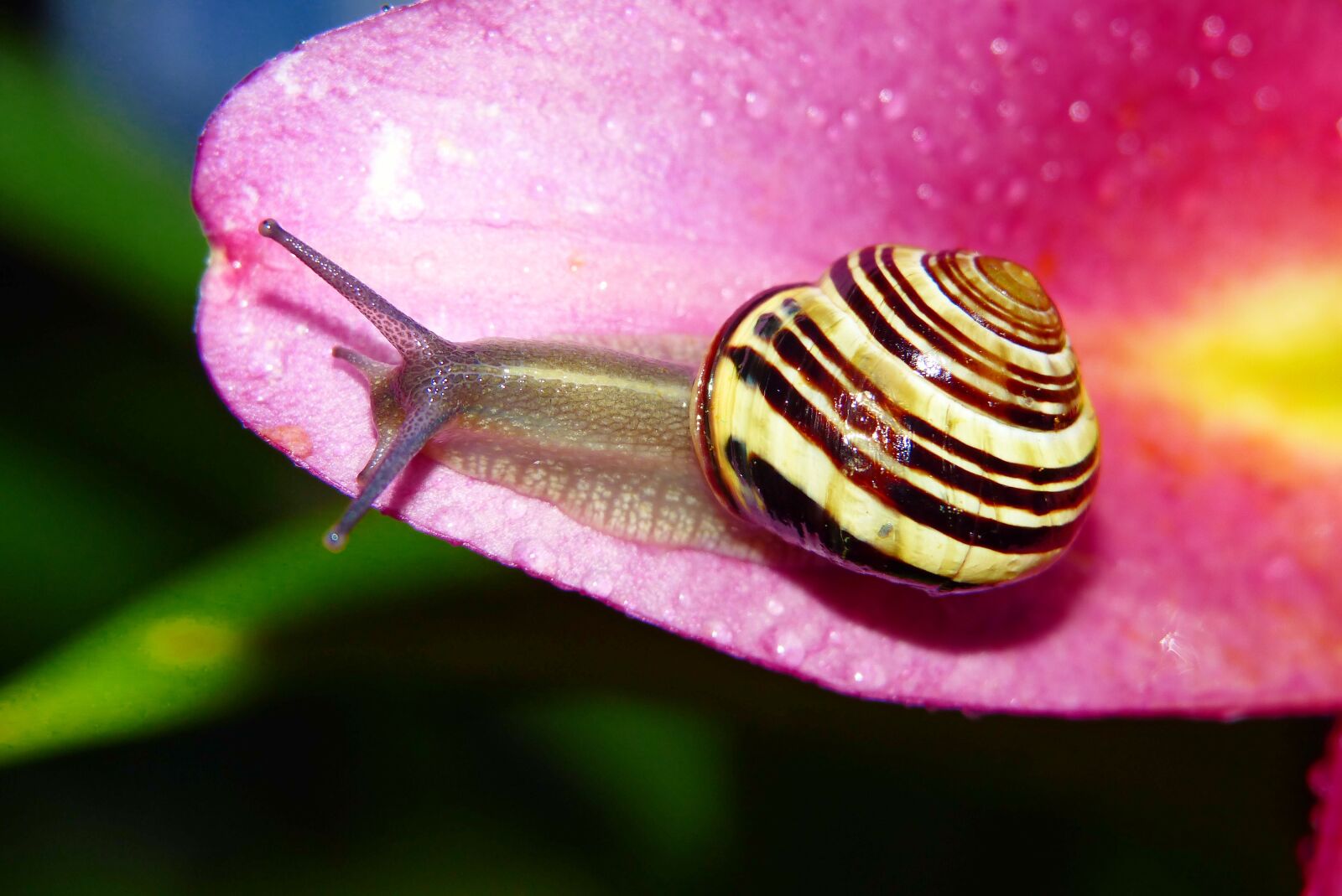 Panasonic Lumix DMC-FZ200 sample photo. Wst yk huntsman, molluscum photography