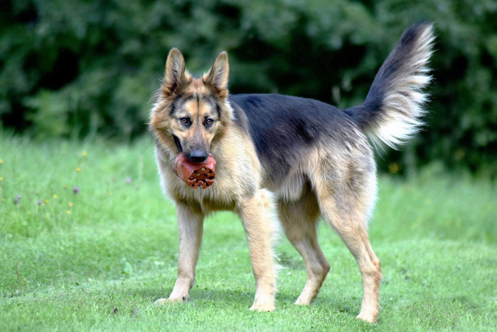 Nikon D3300 sample photo. Dog, playful, outside photography