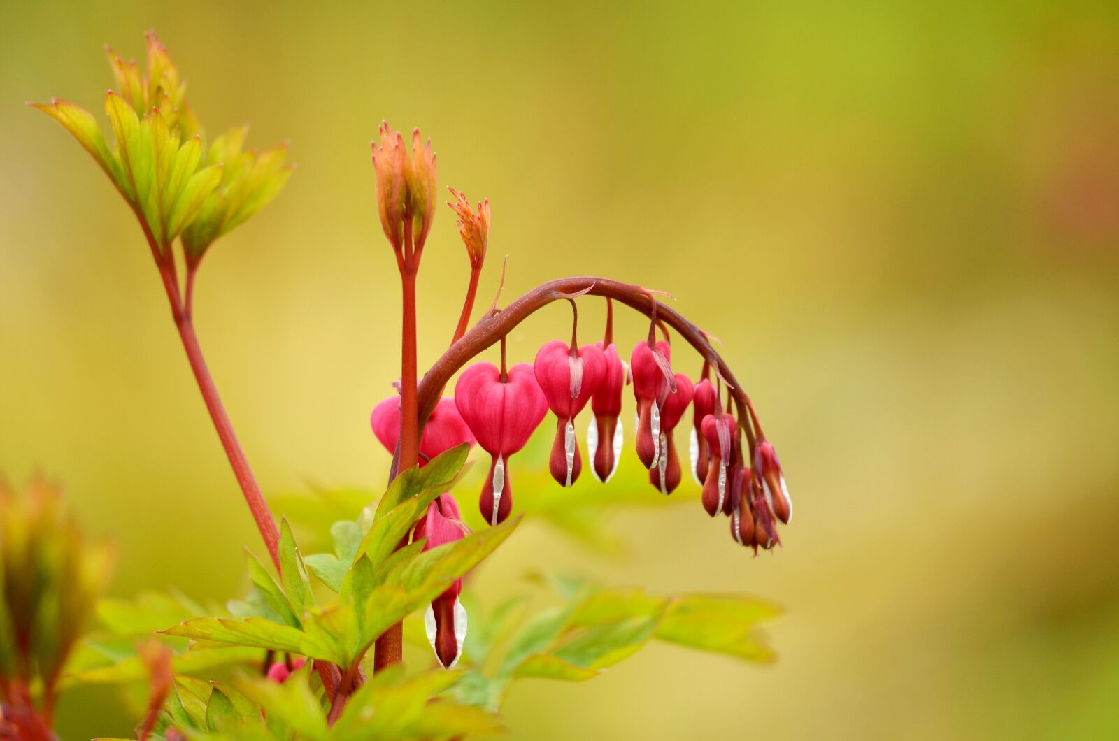 Nikon D5100 sample photo. Nature, flower, plant photography