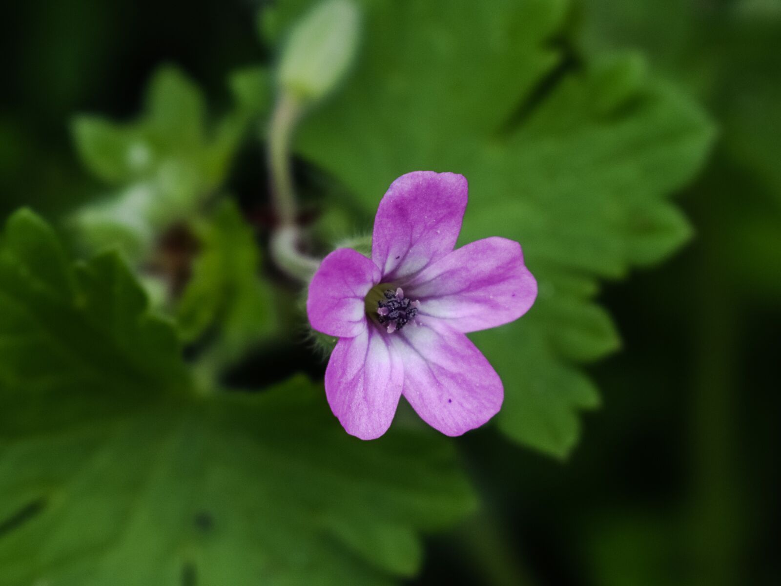 Nikon D3300 sample photo. Wild flower, pink, plant photography