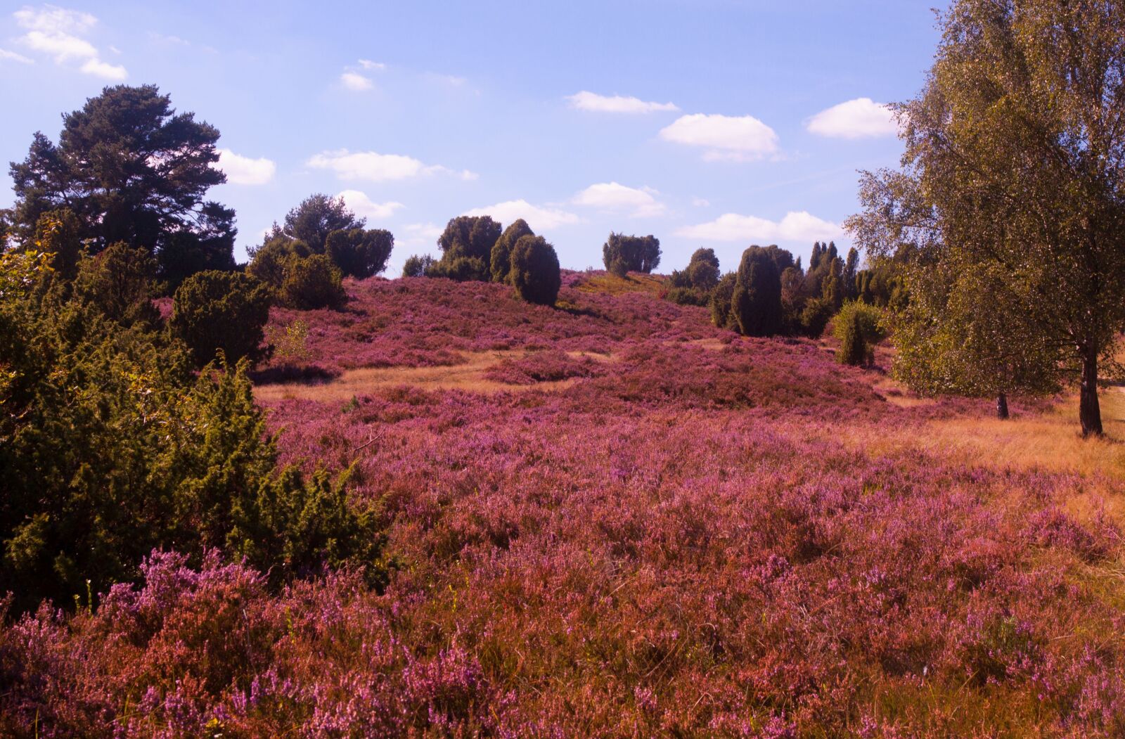 Canon EOS 50D sample photo. Meadow, pink, herb photography