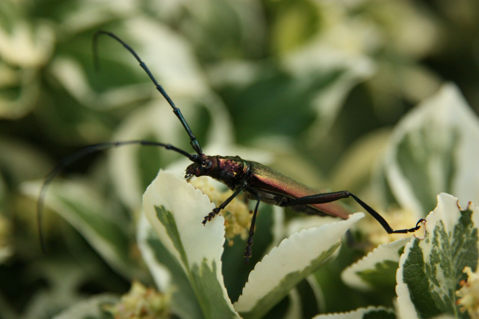 Canon EOS 450D (EOS Rebel XSi / EOS Kiss X2) sample photo. Insect, leaves, macro photography