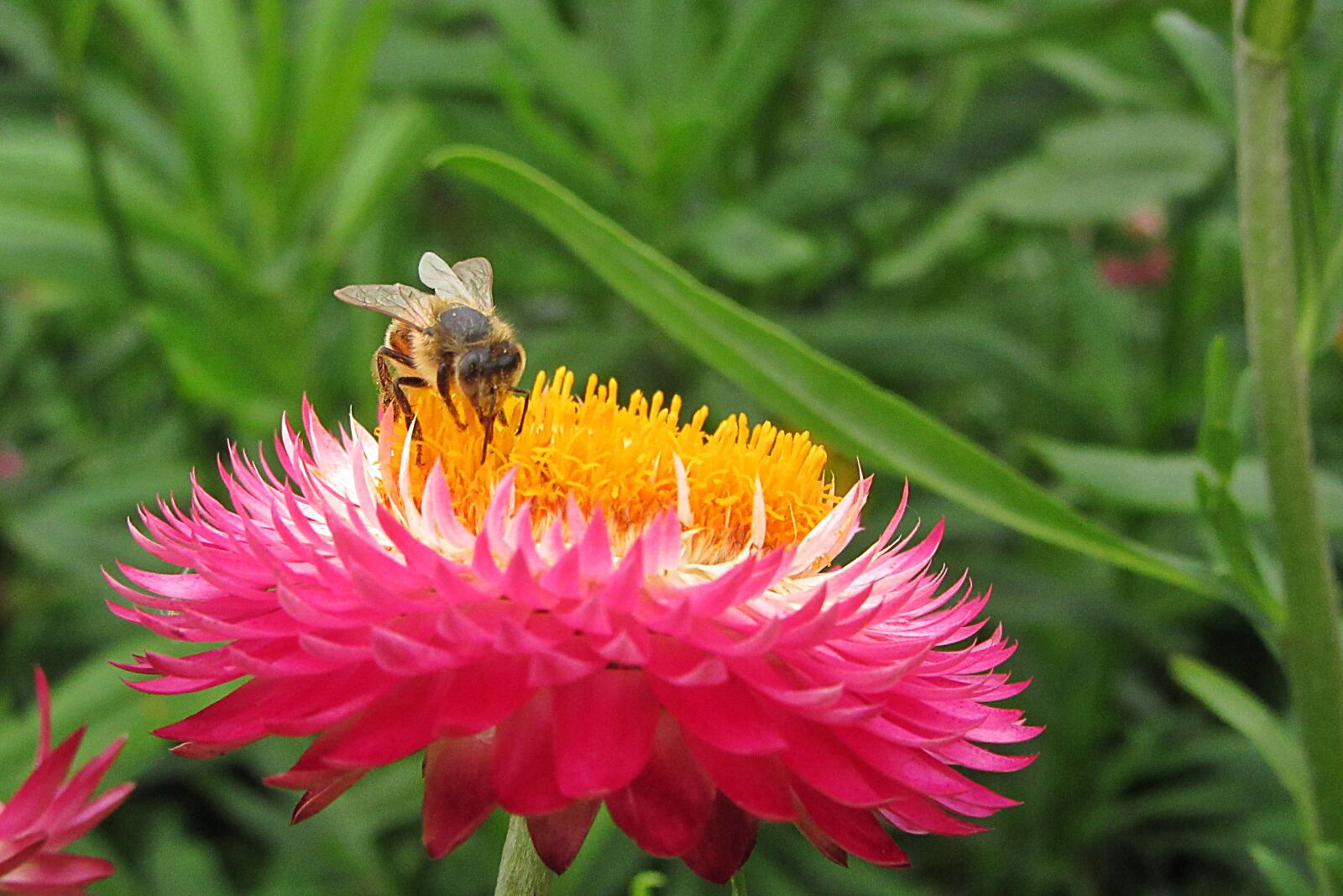 Canon PowerShot SX610 HS sample photo. Xerochrysum bracteatumm, bee, pollen photography