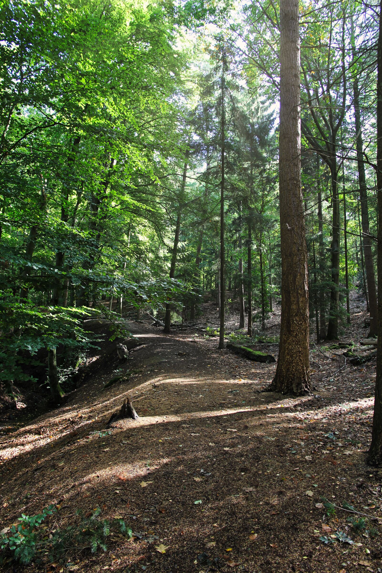 Canon EOS 60D sample photo. Forest, nature, autumn photography