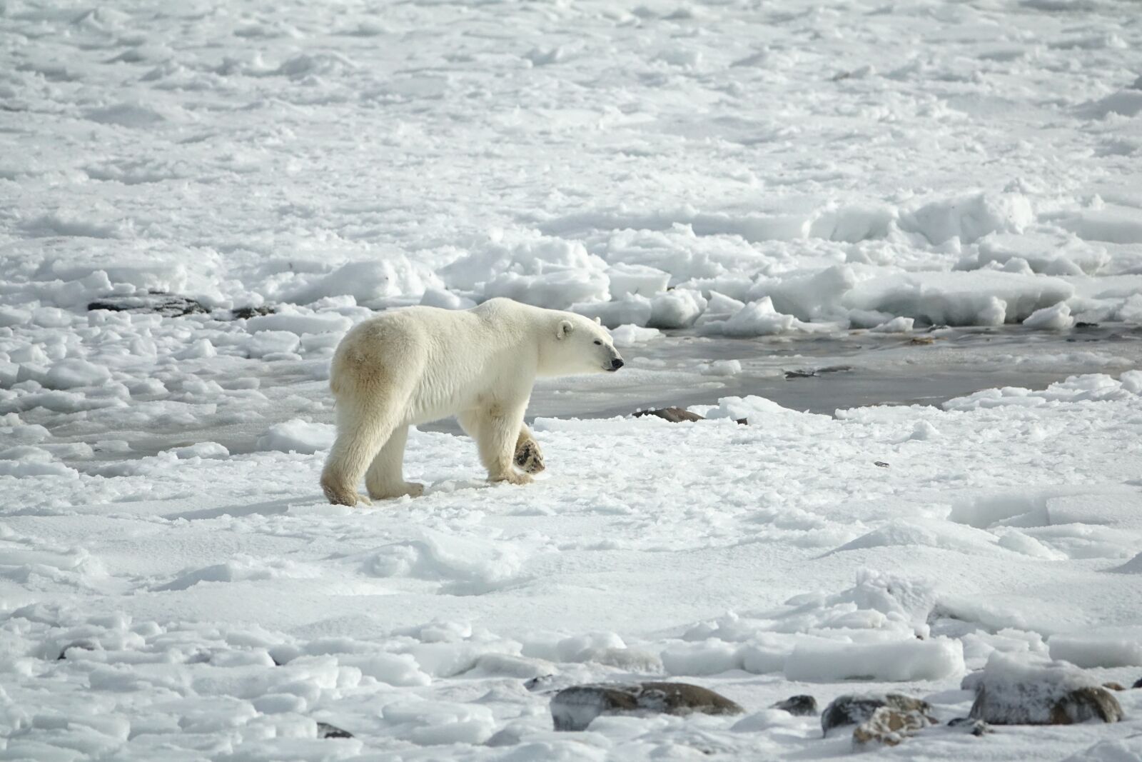 Sony Cyber-shot DSC-RX10 III sample photo. Polar bear, arctic, ice photography