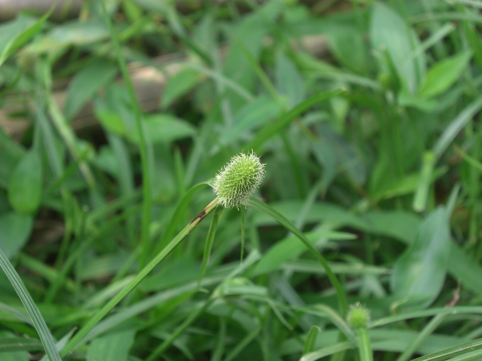 CASIO EX-Z1200 sample photo. Nature, flora, leaf photography