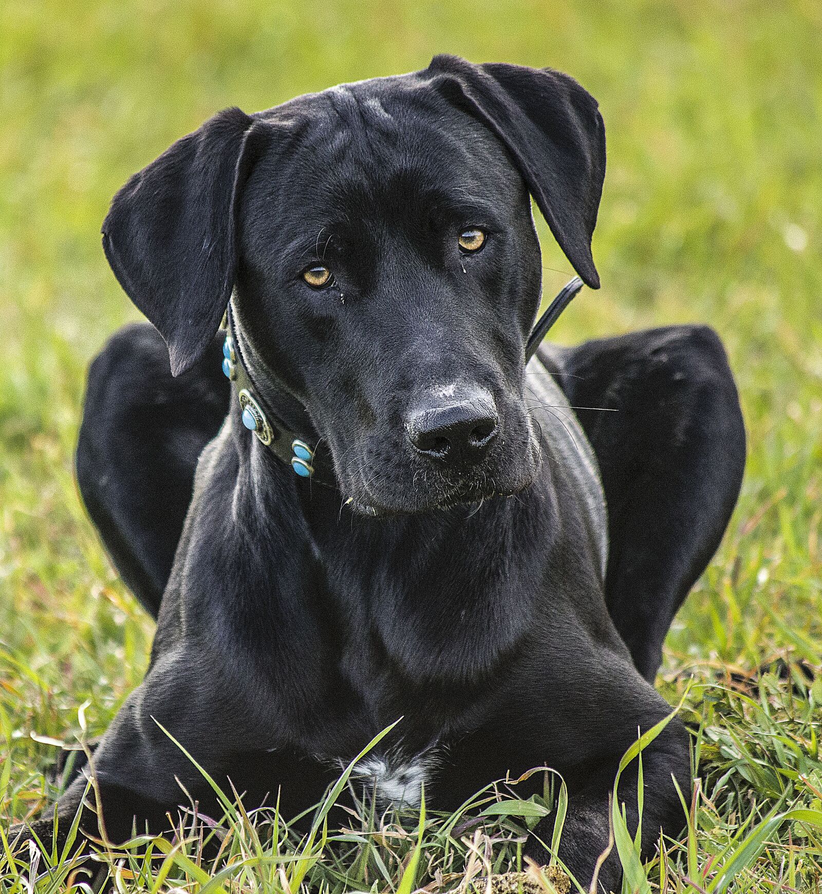 Nikon D3200 sample photo. Dog, pet, animals photography